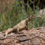 Chuckwalla