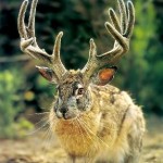 Jackalope