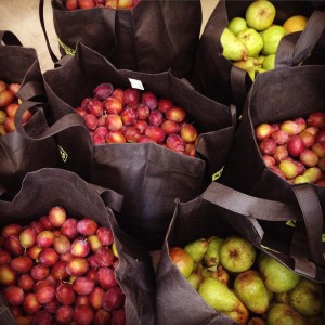 european-plums-and-bartlett-pears--picked-by-portlandfruittreeproject-and-distributed-by-urbangleanerspdx---portlandfruitorg-urbangleanersorg_19817765653_o